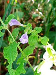 Image result for Scutellaria schweinfurthii