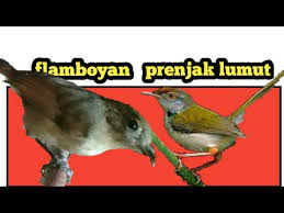 Cara merawat burung flamboyan menjadi gacor untuk masteran. Suara Burung Ciblek Flamboyan