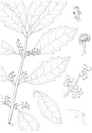 Image result for Xymalos monospora