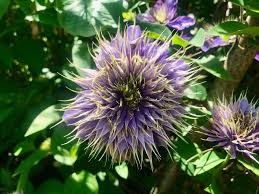 Image result for Clematis costata