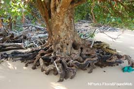 Image result for Xylocarpus