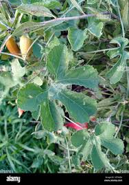 Image result for Kedrostis leloja