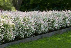 See more ideas about dappled willow, willow, dappled willow tree. Plant Spotlight Dappled Willow