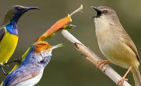 Suara burung trucukan garuda mp3: Download Kombinasi Suara Burung Kecil Untuk Pikat Memikat