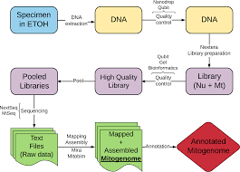 genome skimming is a low cost and robust strategy to