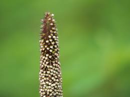 Image result for Cenchrus americanus