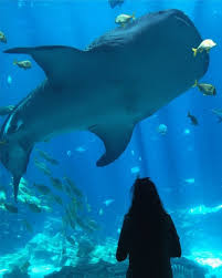 Whale Shark Aquarium Photo Poses Summer Vsco Filters Theme Feed Summery Bff Tumblr Goals Best Friend Summer Aquarium Photos Whale Shark Photo
