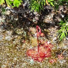 Image result for Droseraceae