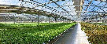 Go Green Agriculture Pioneers Large Scale Organic Hydroponics Organic Hydroponics Hydroponic Farming Hydroponics
