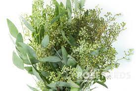 Wholesale Seeded Eucalyptus 10 Bunches Seeded Eucalyptus Wholesale Flowers Ceremony Flowers