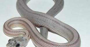 Dilute Anery Stripe Corn Snake Corn Snake Snake Lovers Snake