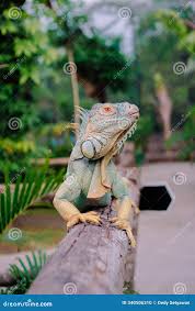 Dreaming of an iguana