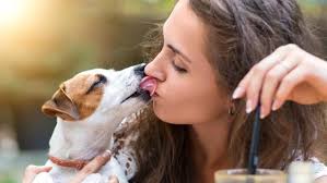 Image result for dog pictures licking face