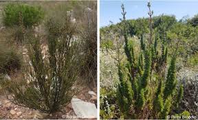 Image result for Anthospermum