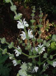 Image result for Haumaniastrum glabrifolium