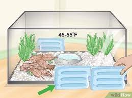 3 Ways To Care For Captured Tree Frogs - Wikihow