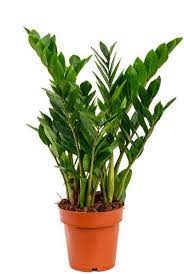 Dauert die wachstumsphase dagegen länger, ist auch mit einer größeren ernte zu. Zamioculcas Glucksfeder Pflege 123zimmerpflanzen