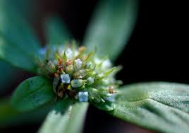 Image result for Oldenlandia goreensis