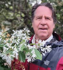 Trimming a Chinese Fringe tree in full bloom