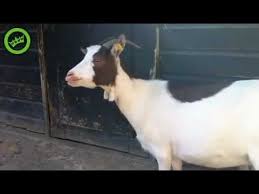 Funny Goat Youtube Goats Funny Cute Funny Animals Funny Animal Memes