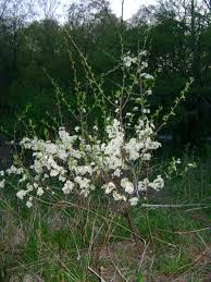 Occasionally, there are delays due to limited availability after the tree is planted, the city will trim the tree as necessary. Growing American Plums Twisted Tree Farm