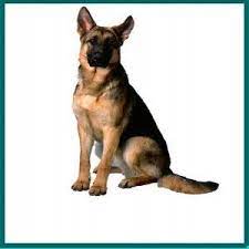 pin by yasam sevincim on duru icin dogs animals