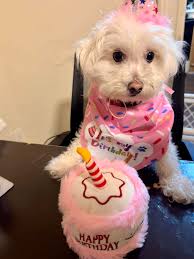 Happy Birthday Lily 🎉💖💐