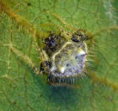 Image result for Poecilostachys