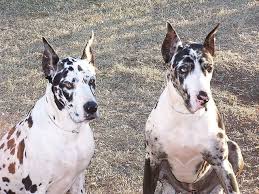 5 Of The Largest Dog Breeds In The World Dog Breeds Large Dog Breeds Giant Dog Breeds