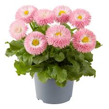 Image result for Bellis