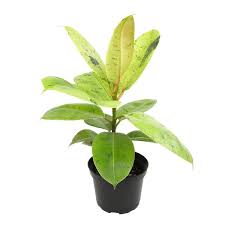 Image result for Ficus muelleriana