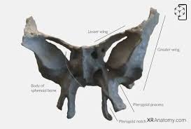 Image result for Sphenoid Bone