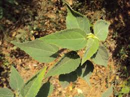 Image result for Triumfetta pilosa