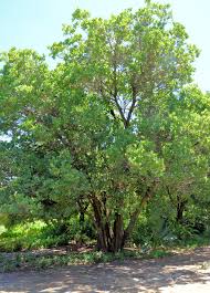 Image result for Syzygium cordatum