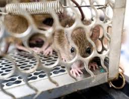 Human beings are natural anthropomorphizers, meaning we naturally tend to. Signs That There Is A Dead Animal In Your Home Critter Control West Palm Beach