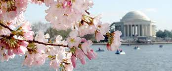 Order safely online from our secure virtual florist shop and show someone you care. What To Know About The Cherry Blossoms In Washington Dc
