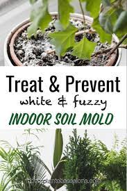 Treat And Prevent Indoor Soil Mold For Plants In 2021 House Plants Indoor Indoor Plants Plants