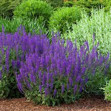 Pin On Luscious Landscaping