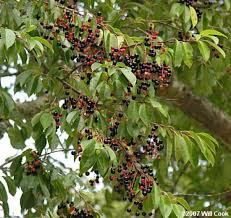 A cherry is the fruit of many plants of the genus prunus, and is a fleshy drupe (stone fruit). Wild Black Cherry Yale Nature Walk