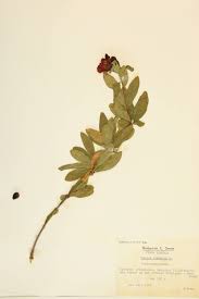 Image result for Punicaceae