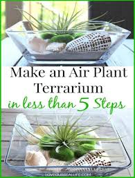 It helps to dig a little hole in your moss to help your air plant sit straight 4. What Is An Air Plant Terrarium Easy Tips To Make Your Own Love Our Real Life In 2020 Air Plants Air Plant Terrarium Air Plants Diy