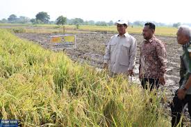 Hilirisasi Pertanian Perkuat Fondasi Ketahanan Pangan Nasional