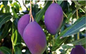 Mangue Fruits Exotiques Fruits Et Legumes Fruits