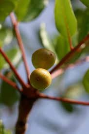 Image result for Ekebergia