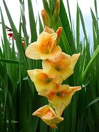 Image result for Gladiolus magnificus