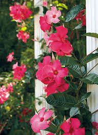 The plants below are just some of the climbing flowers that love to be in the sunlight. Quick Growing Annual Vines Garden Gate