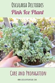 Due to local restrictions, this bouq cannot be delivered to hawaii. Oscularia Deltoides Pink Ice Plant Care And Propagation Plant Care Planting Succulents Plants