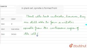 Check spelling or type a new query. In Plant Cell Spindle Is Formed From Youtube