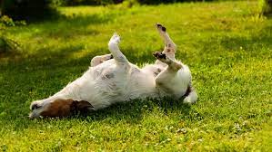 5 Natural Remedies To Help Your Itchy Dog