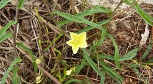 Image result for Xenostegia pinnata